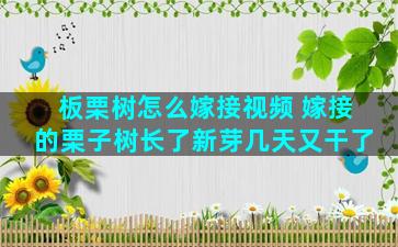 板栗树怎么嫁接视频 嫁接的栗子树长了新芽几天又干了